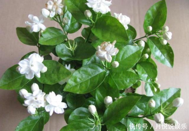 卧室里放这种5盆栽,让你好眠一整夜!最后两盆你能分的清楚么