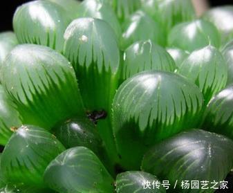 夏天这样养你最爱的多肉,千万要避开这些,不然只剩空盆