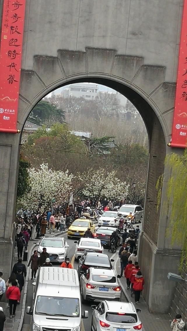 鸡鸣寺樱花开已开，最美800米露真容