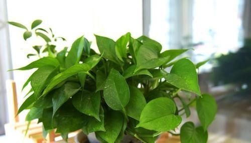 好处|家庭常备的小苏打:这么养花,好处多多,现在知道也不晚!