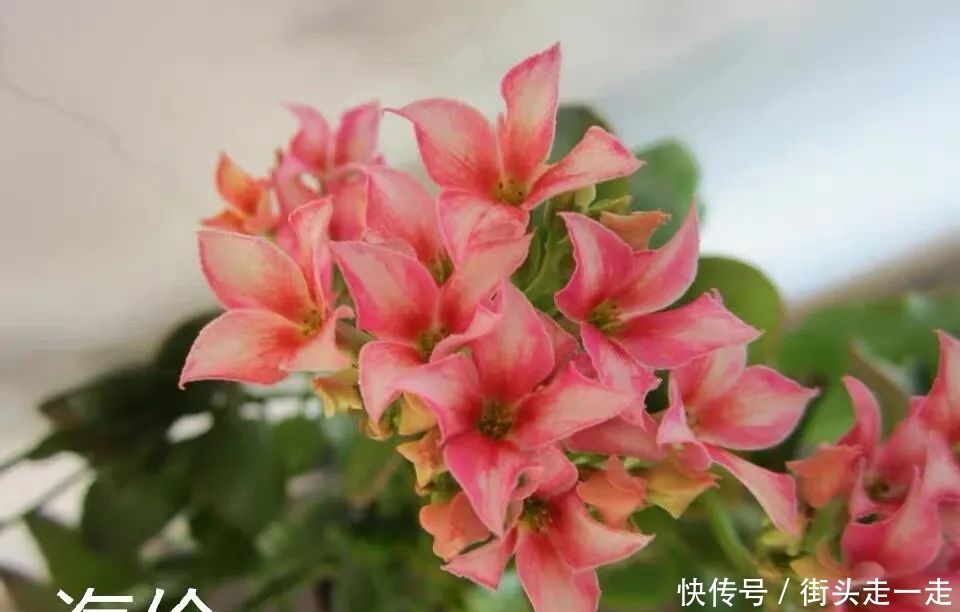 45种长寿花,个个都美爆了,你家养了多少种?