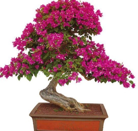 冬季三角梅、蟹爪兰这么养,只要做好几点,叶绿花艳年年爆盆!