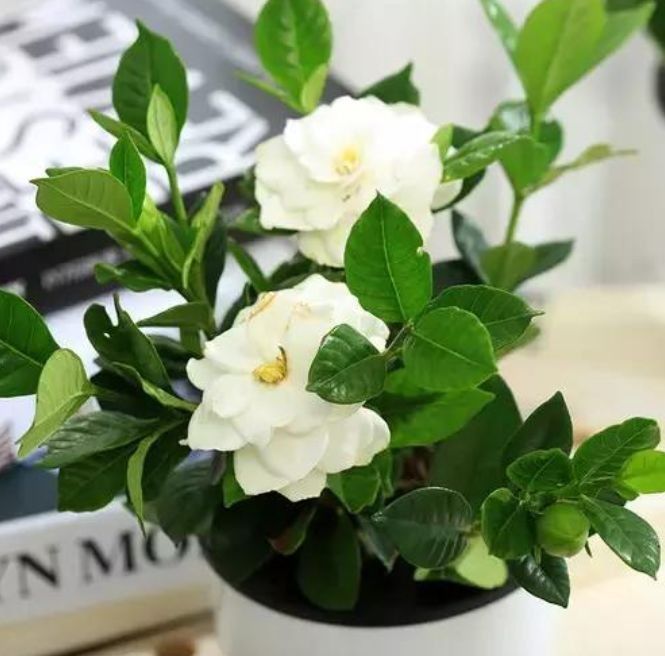 几种花是花中劳模，一年四季开花不断，花期长花量大，花友都喜欢