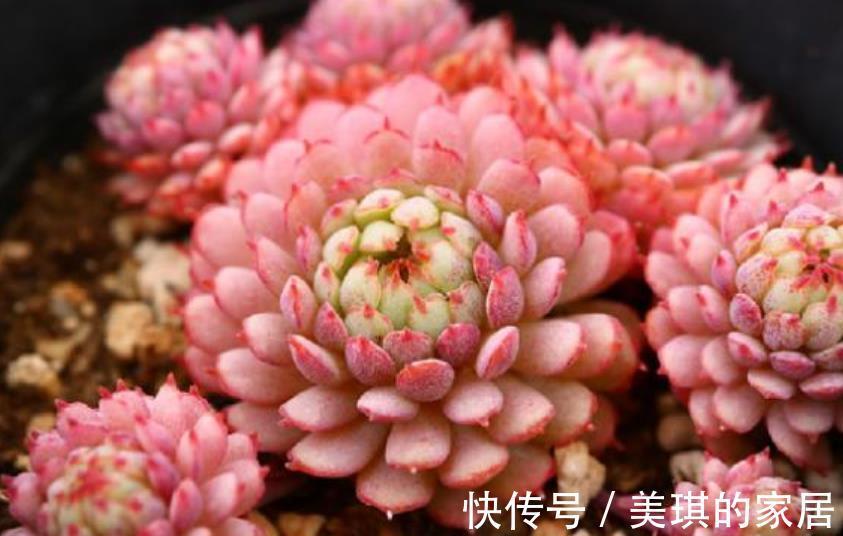 新芽|多肉化水长不好,手把手教你解决,简单有效,轻松养成肉墩子