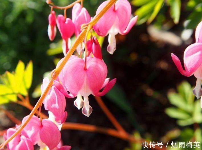 4种花是花卉中的劳模,开花一簇簇,好养又漂亮,对待新手很友好