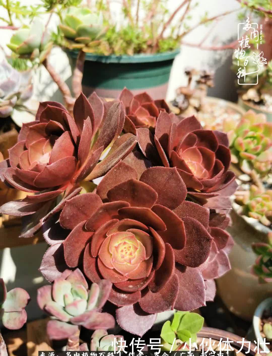 锦晃星|时光不再,人心在,多肉在!