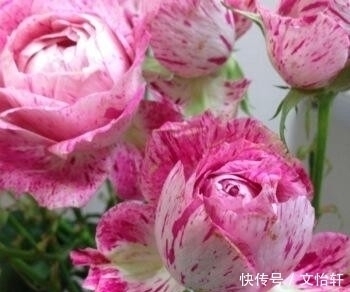 品种|100个月季品种，千姿百态，每个都很漂亮，图名并茂，值得收藏