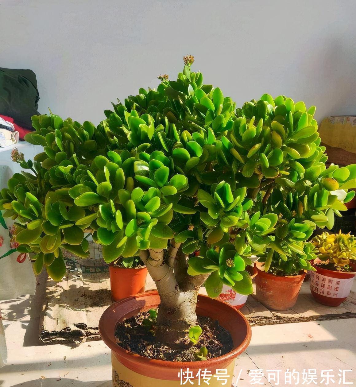 有名的“12种旺财花”,吉祥又大气,养成老桩更“旺家”