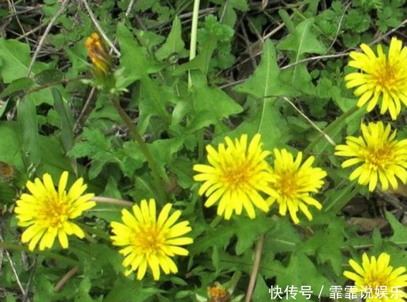 不宜食用|蒲公英泡水百利但有3害，很多人不清楚，现在清楚还不晚，了解下