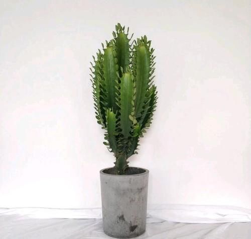 我养的麒麟植物怎么没光泽？