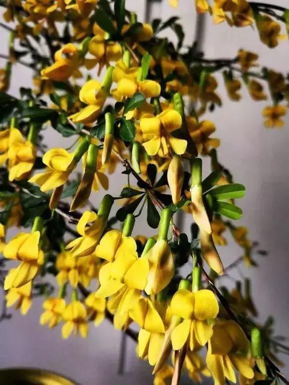 眼睛|山里的1棵老树桩,挖出来种盆里,开花后,眼睛都看直了!