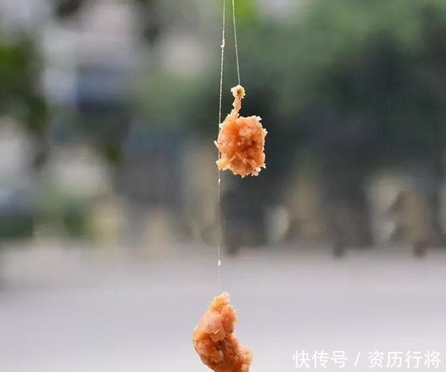 春季黄尾正狂口，各种水域都会有，攻略及钓法分享