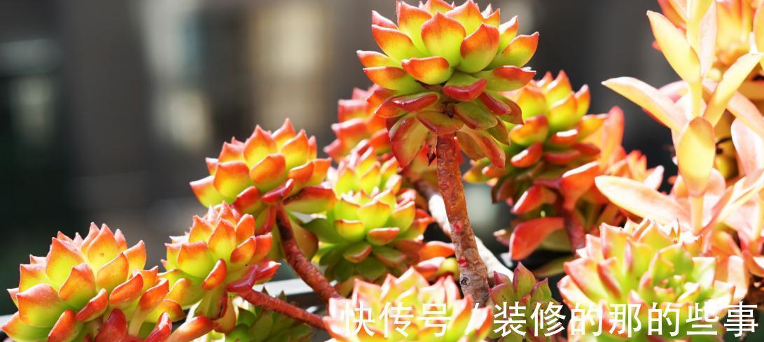 蒂亚|秋季，对于多肉来说是个多彩的季节，你了解嘛