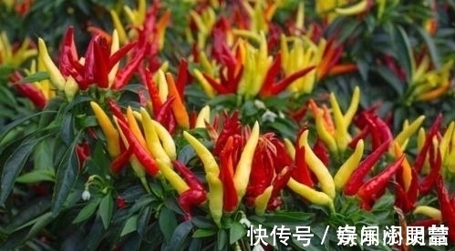 冷知识|21个冷知识,稀奇古怪,有些是你没听说过的有趣知识