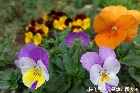 家里有花园，一定要种这几种花，不用打理就能花开满园！