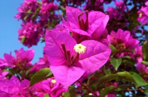 4种漂亮花，每次花后都要重剪，不然复花难，赏花变观叶