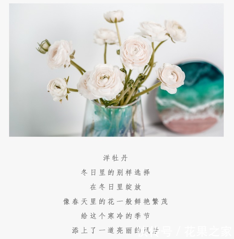 牡丹|它在冬日里绽放,美如“牡丹”花色丰富艳丽