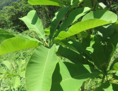 开花像玉兰,叶大荫浓凹缺,宛若枝枝大字毛笔,遇见请重视