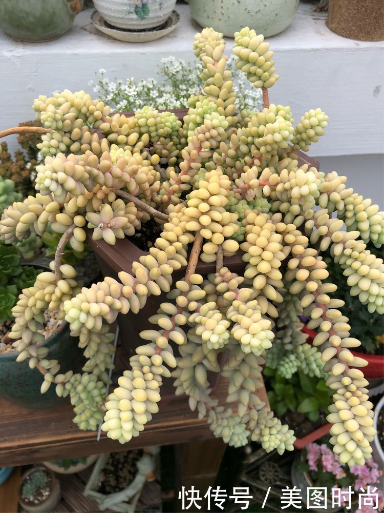 阳台|DIY改造17㎡屋顶花园，忙得不亦乐乎，在喧嚣城市打造一隅静谧