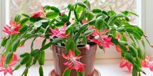 最厉害的养花营养液,蟹爪兰喝一勺,不掉花苞不黄叶,蹭蹭开一盆