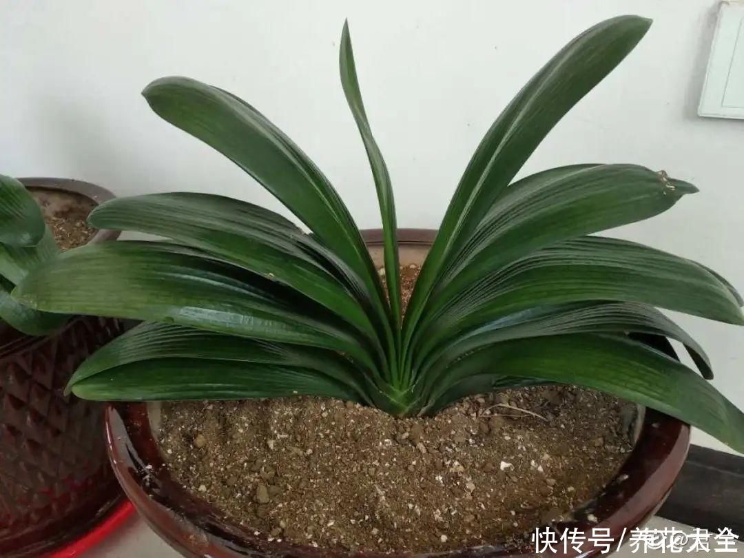 夏天怕晒的花，赶紧搬到阴凉地儿，再晒成枯杆了