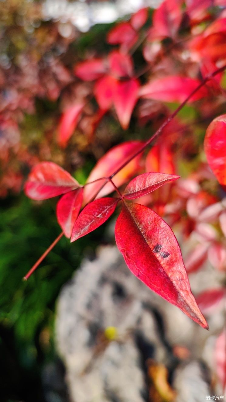 【爱卡踏青季】花枝俏