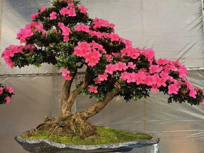  才能|杜鹃花怎么养才能开花？
