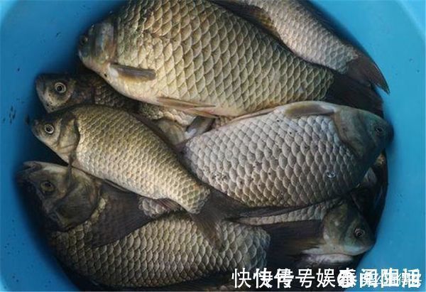 水底|草窝钓鲫鱼总挂底,老钓友教你2招来解决,告别挂底钓大鲫