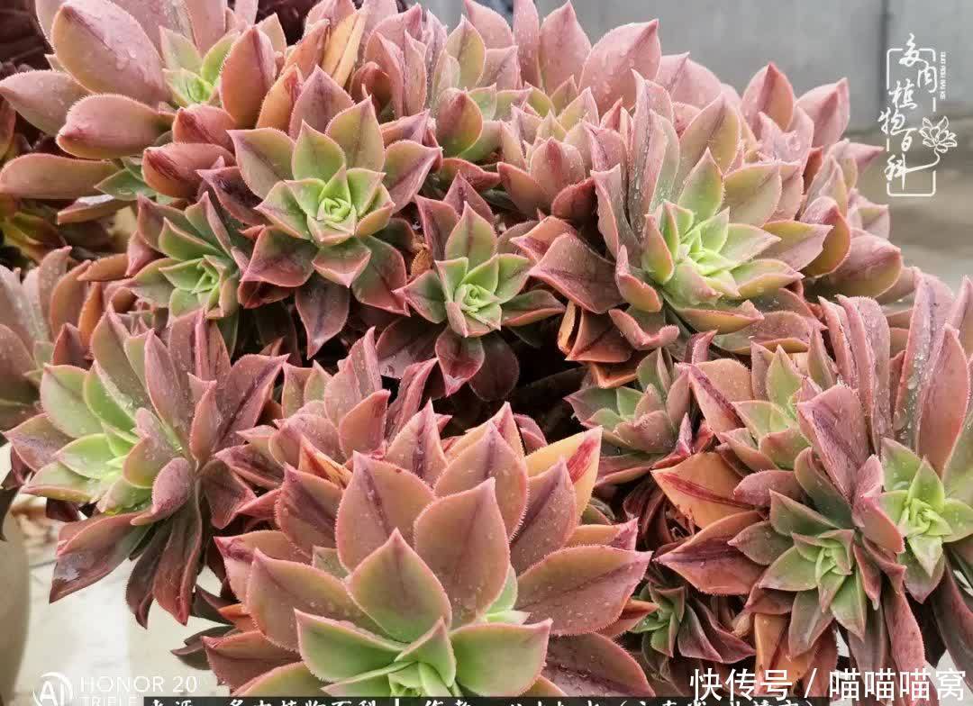 多肉|你是爱,是暖,是希望,你是人间四月天!