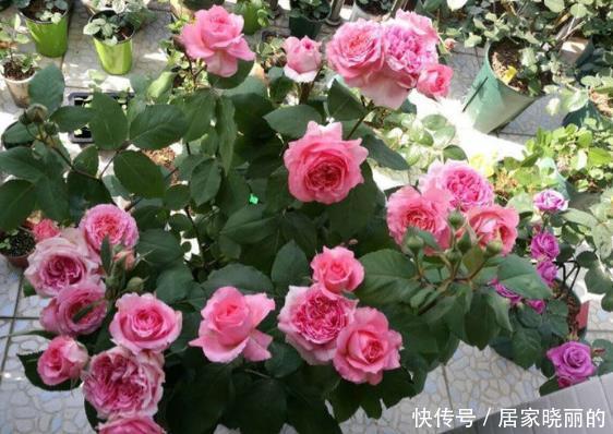 庭院养花,就选“高档玫瑰”摩纳哥公爵,姹紫嫣红,娇艳美丽