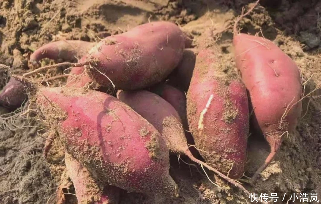 冬天板栗红薯,味道甘甜,口感非常软糯,还带着淡淡的板栗香气!