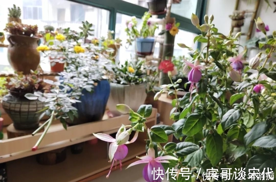 花园|养花技巧：客厅养一堆便宜花，一年四季开不停，没钱也能变花园！