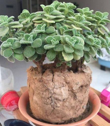 爆盆|花盆土壤“黏成块”,3种“酸水”浇下去,3天变疏松,爆盆快