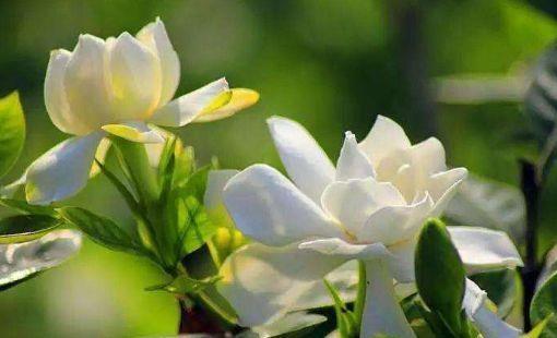 档次|农历7月15日开始,养花养个耐看的,艳丽非凡,高端大气上档次