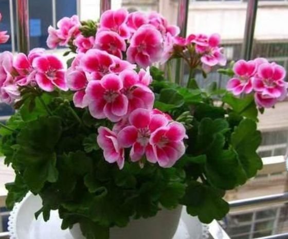 4种花是花中劳模，一年四季开花不断，一盆千百朵，枝头花苞满