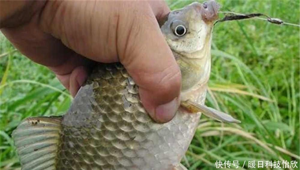 进食|鲫鱼怕高温，夏季不易钓，多用这些招数，轻松钓到大鲫鱼！