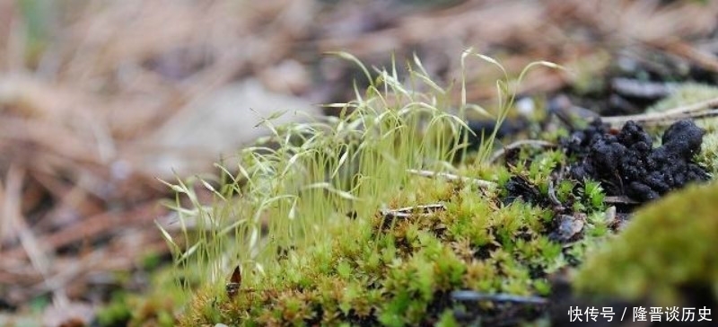 活得|袁枚最有哲理的一首诗,虽然我们很渺小,但也要活得比别人更精彩