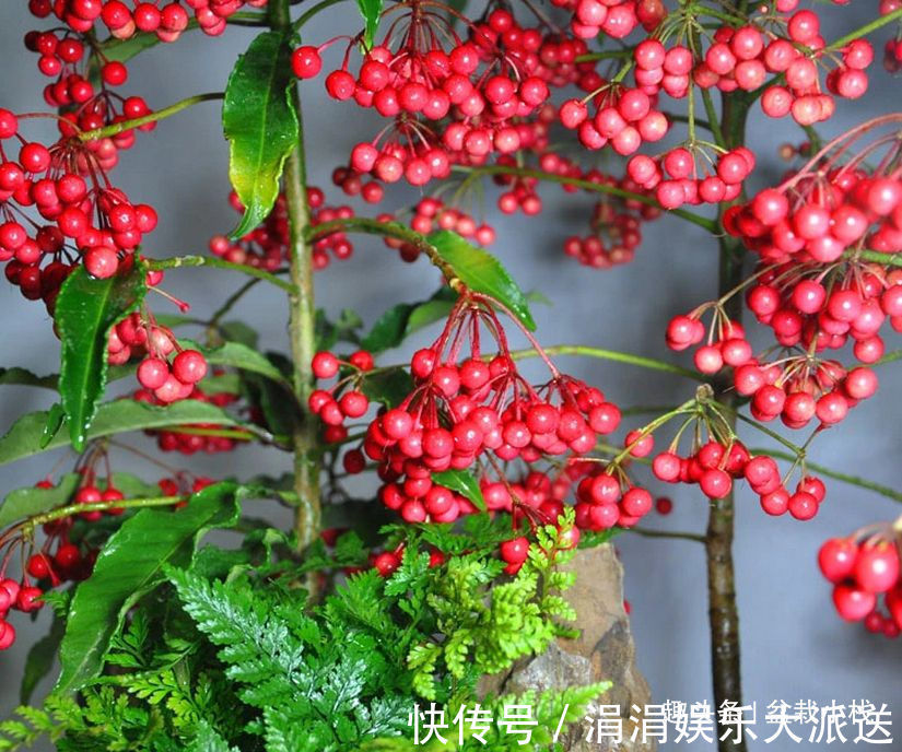 红掌|3种“喜庆花卉”,摆放在客厅,年味足观赏价值高,你在养吗