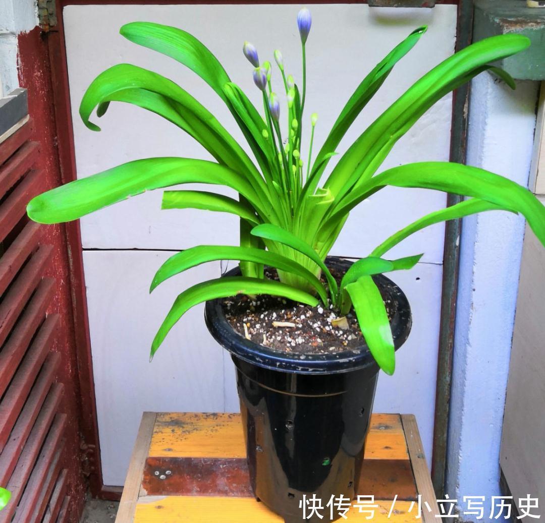 缺德商贩,把“绿化草”包装成“进口花”来卖,上当的人真不少