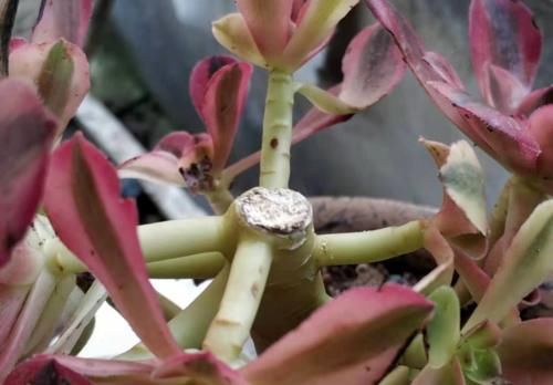 法师多肉一碰就掉叶子?两种原因和对应的处理方法,看看就学会了