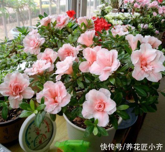 空气湿度|室内盆栽花卉不能乱“喷水”，操作不当就会烂叶，条件达到随便喷