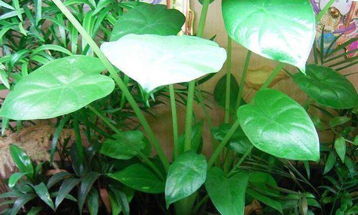 清热解毒|乡下一野菜,营养价值高,还能消肿止痛、清热解毒,价值高