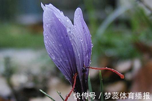 全球最贵的6种花，一株价值几百万，真好看！