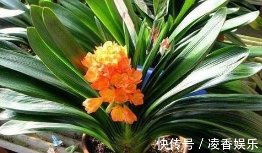 花卉|花盆里的土“变少”直接“填土”易烂根，教你3个实用小方法！