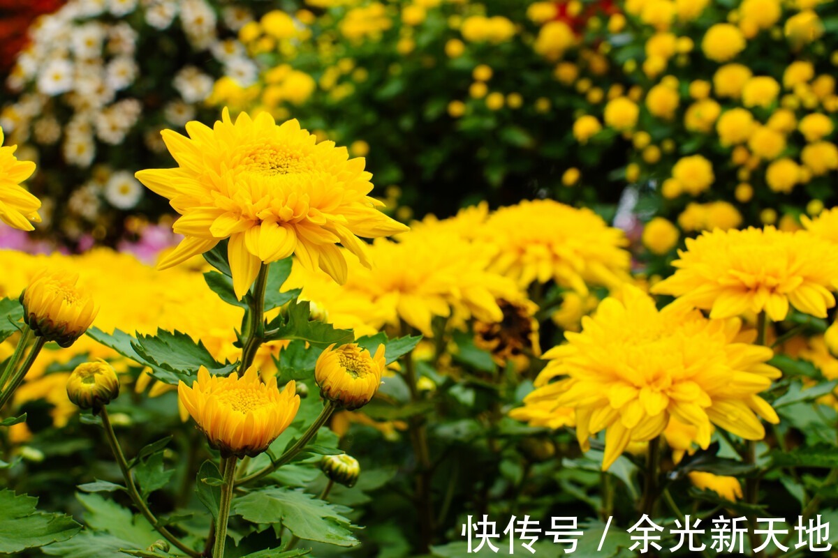 不是花中偏爱菊,此花开尽更无花