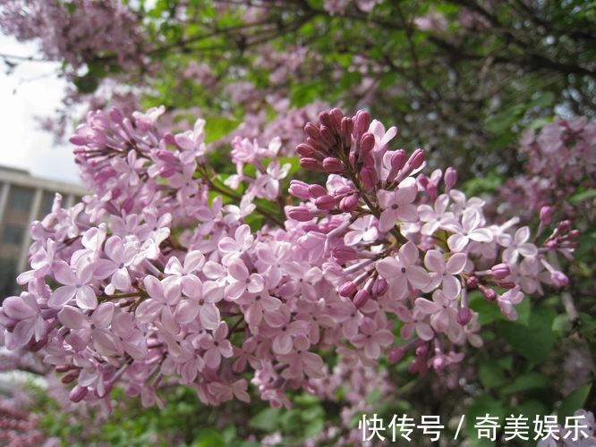 此花有着很浓郁的香气，但是却并不被人喜欢，是忧愁的花