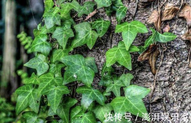 甲醛|养2种花，放客厅能“吸毒气”，夏天多养2盆，赶走室内“甲醛”
