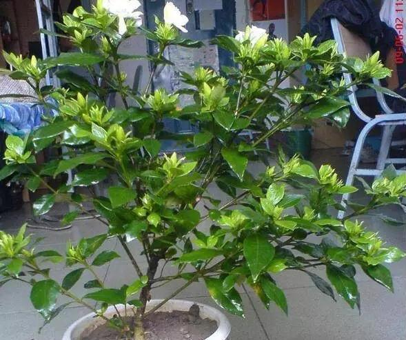 你用啤酒水、淘米水浇花快停下,正确方法没学会,浇1盆死1盆!