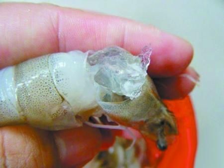 过年买虾，只看弯不弯就错了，记住这“4点”，都能买到新鲜大虾