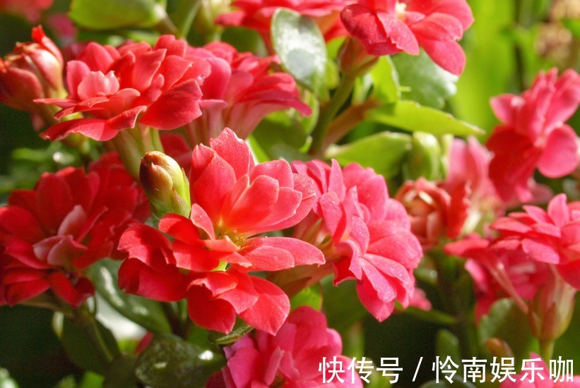 花期长，花色美，养护好，价值高，你了解过吗